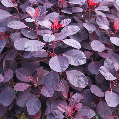 Smokebush "Royal Purple"