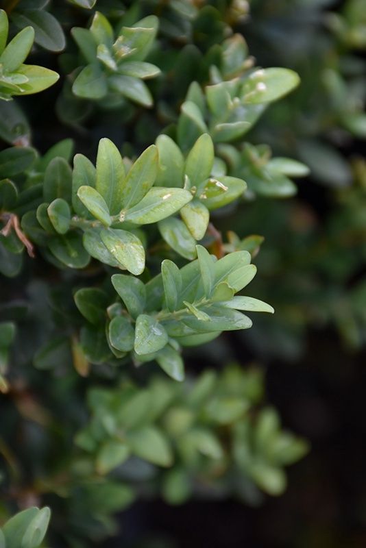 Boxwood "Newport Blue", Size: 7g
