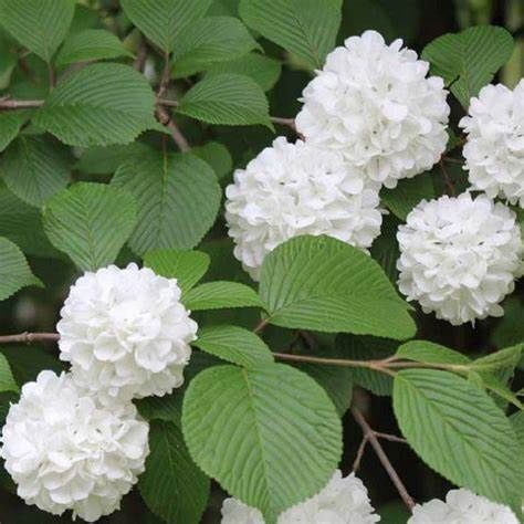 Viburnum "Popcorn", Size: 5g