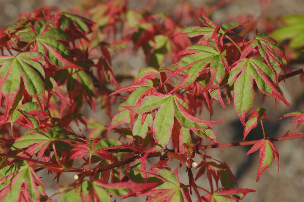 Japanese Maple "Beni Shichihenge", Size: 10g