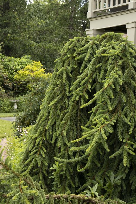 Weeping Norway Spruce
