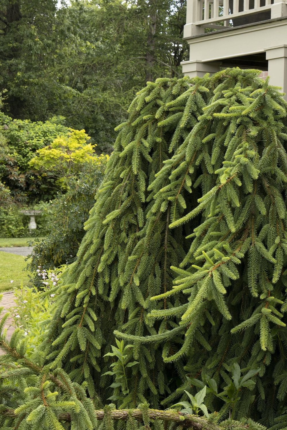 Weeping Norway Spruce, Size: 10g