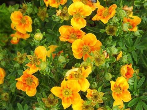 Potentilla "Mango Tango", Size: 2g