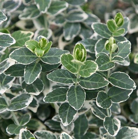 Euonymus "Emerald Gaiety", Size: 2g