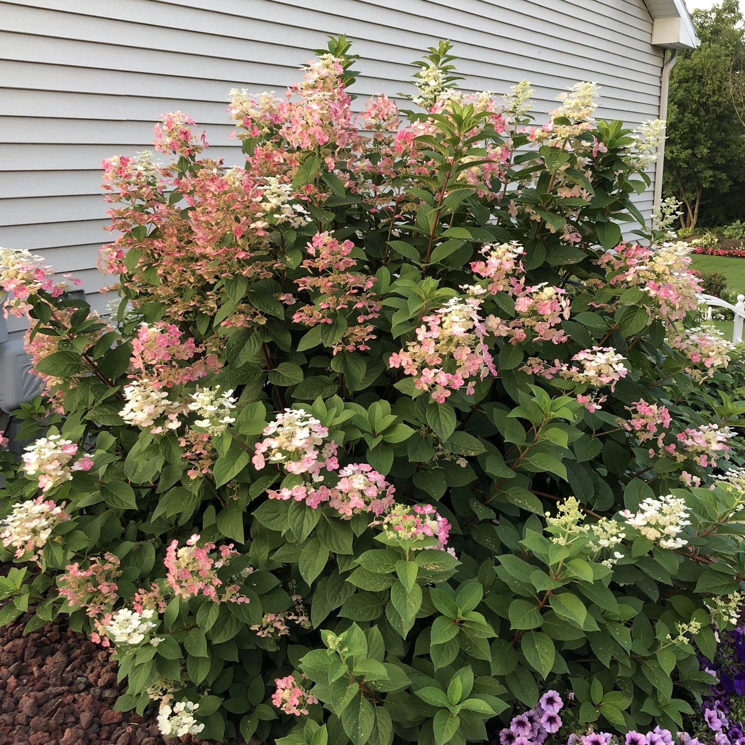 Panicle Hydrangea "Quick Fire", Size: 3g