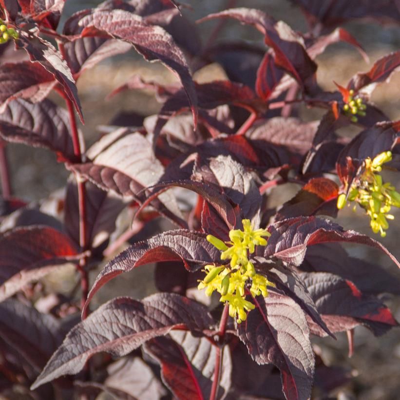 Honeysuckle Shrub "Nightglow", Size: 3g