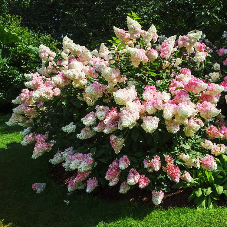 Panicle Hydrangea "Vanilla Strawberry", Size: 3g