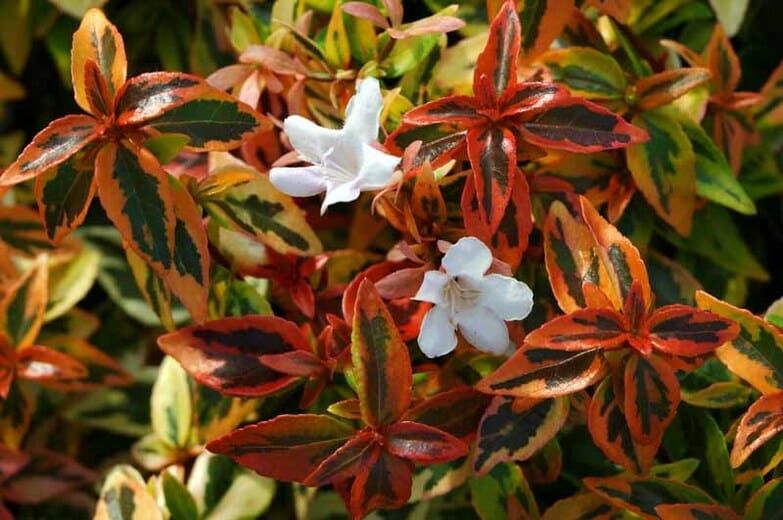 Abelia "Kaleidoscope"