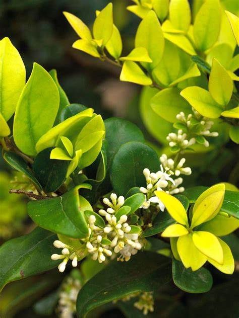 Privet "Golden Vicary", Size: 3g
