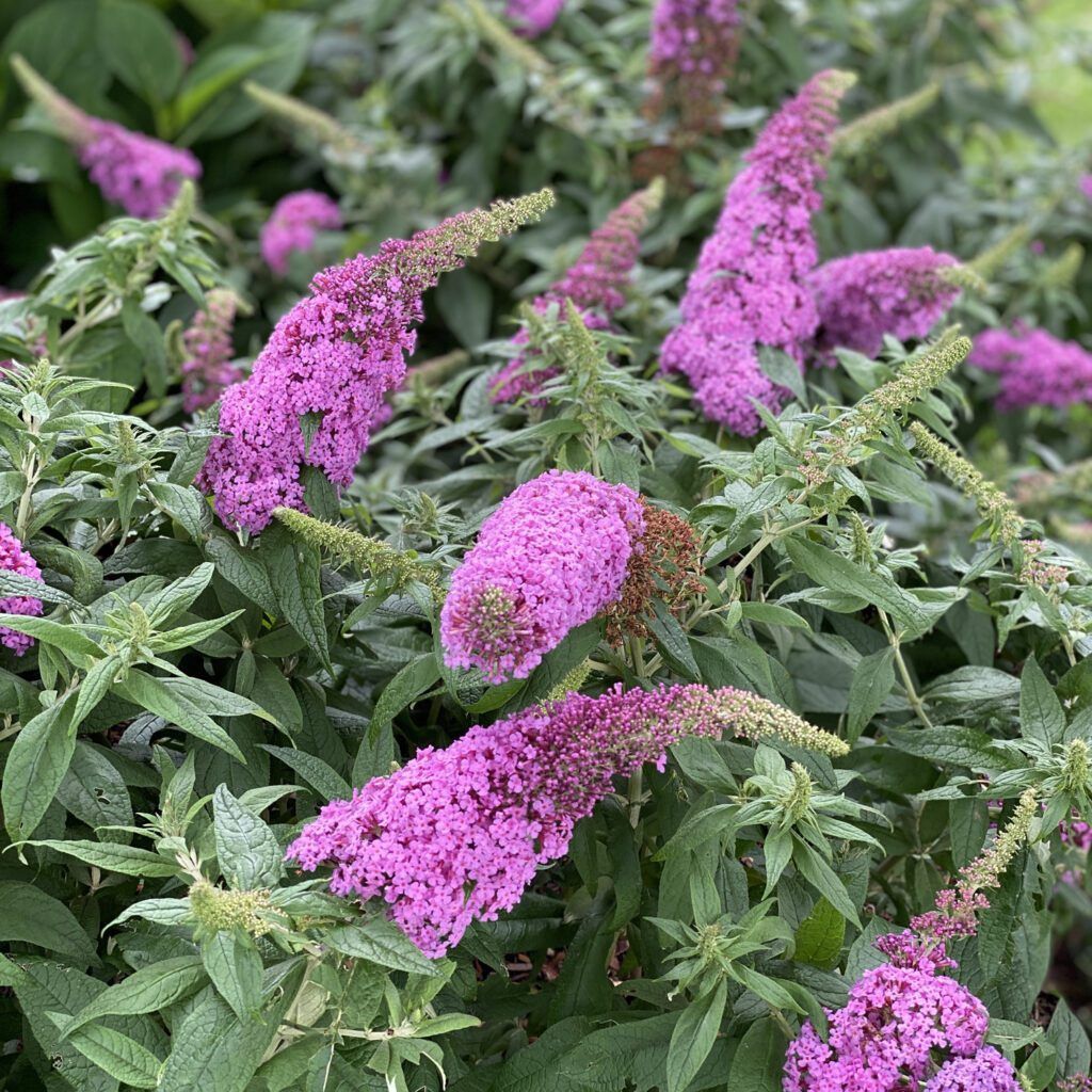 Butterfly Bush "Pugster Pinker", Size: 3g