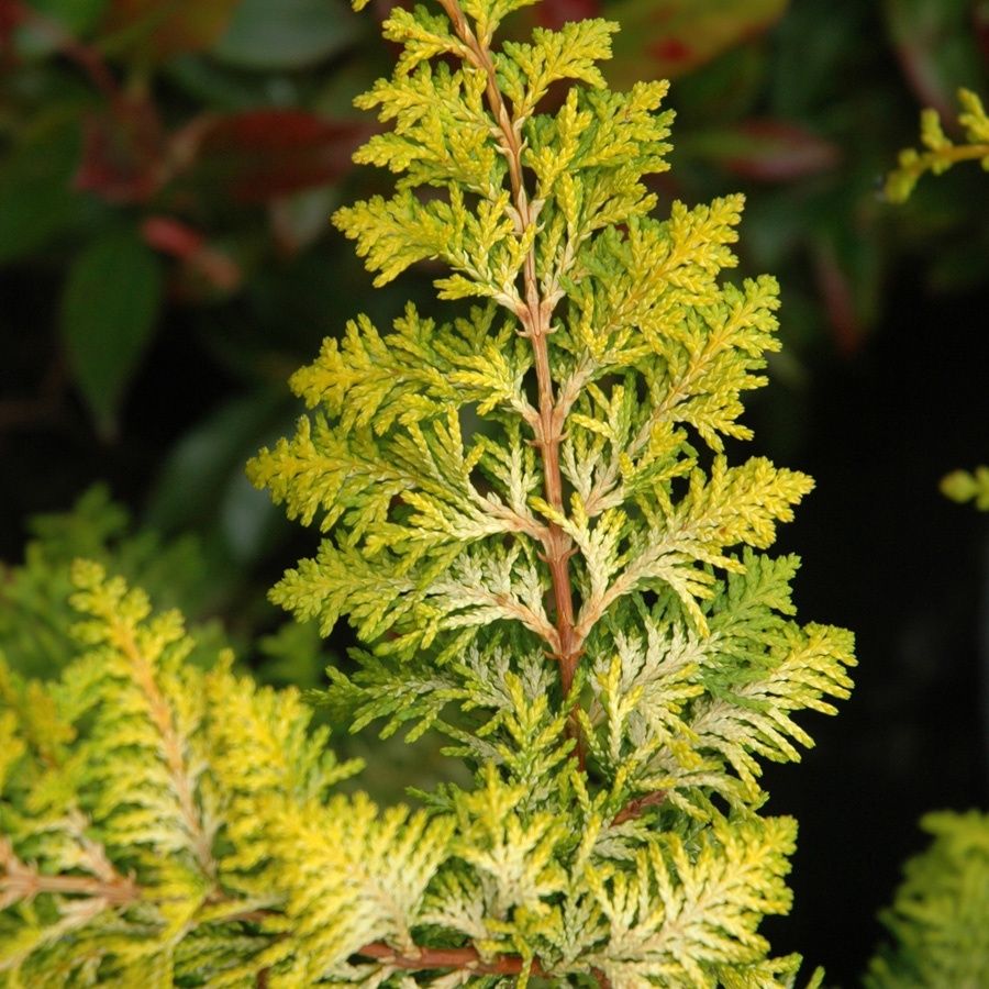 Hinoki Cypress "Fernspray Gold", Size: 3g
