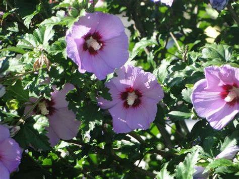Rose of Sharon "Minerva"
