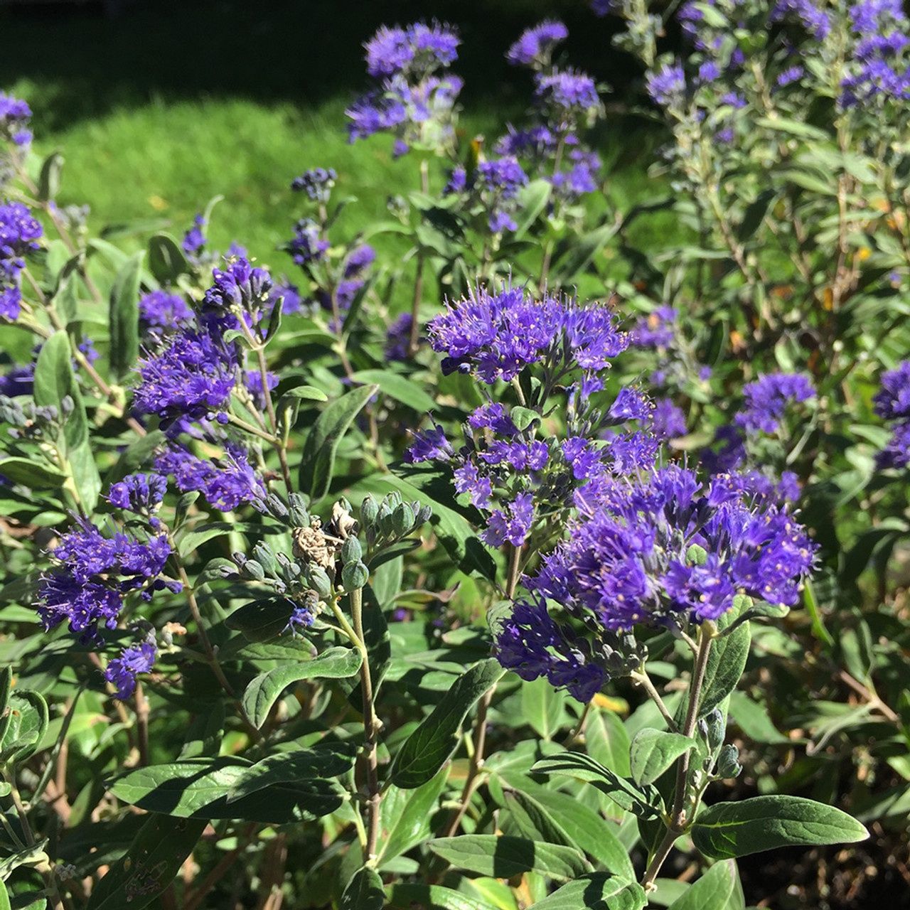 Misc. Flowering Shrubs
