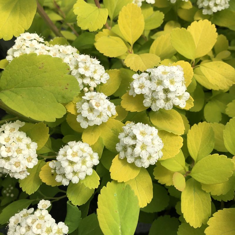 Spirea "Glow Girl"