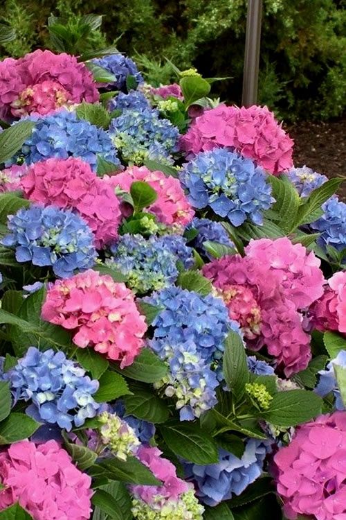 Bigleaf Hydrangea "L.A. Dreamin' ", Size: 3g