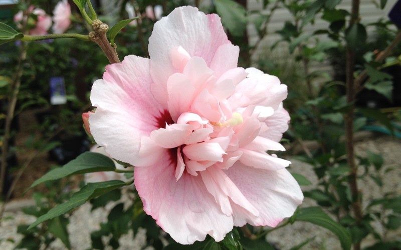 Rose of Sharon "Strawberry Smoothie", Size: 3g