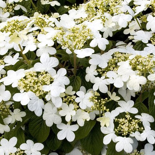 Viburnum "Summer Snowflake", Size: 3g