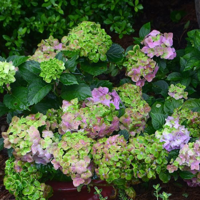 Bigleaf Hydrangea "Froggie"
