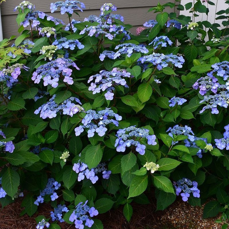Bigleaf Hydrangea "Endless Summer 'Twist-N-Shout'"