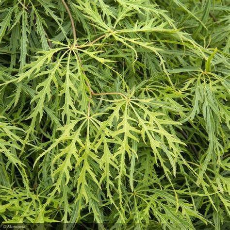Japanese Maple "Viridis", Size: X 10g