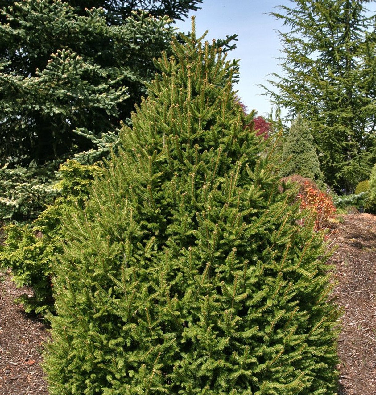 Norway Spruce "Sherwood Compact", Size: 15g