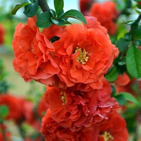 Flowering Quince "Double Take "Scarlet"