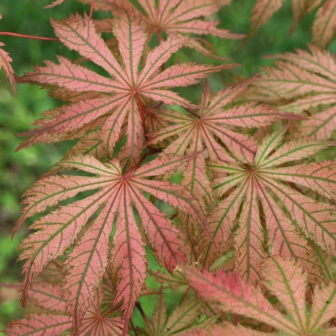 Japanese Maple "Ariadne"