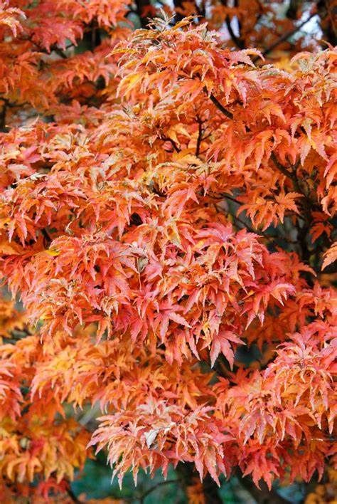 Japanese Maple "Shishigashira" (Lion's Head), Size: 10g