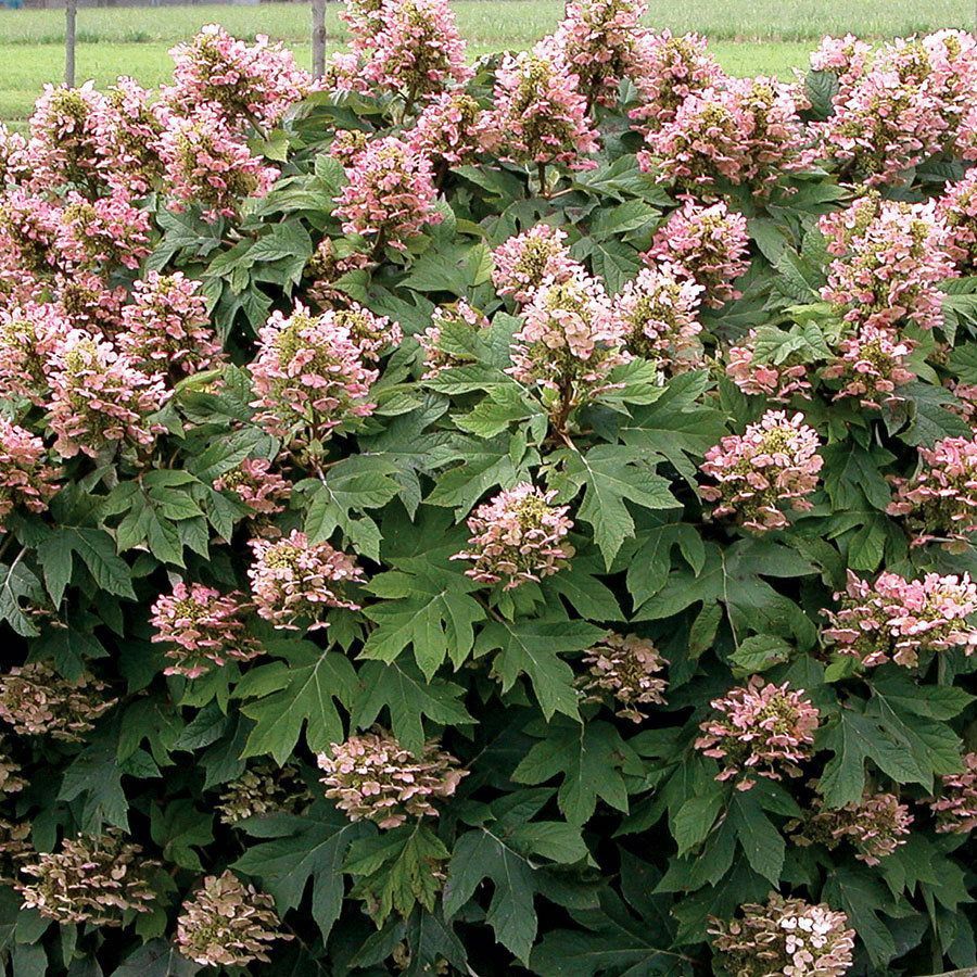 Oakleaf Hydrangea "Munchkin", Size: 3g