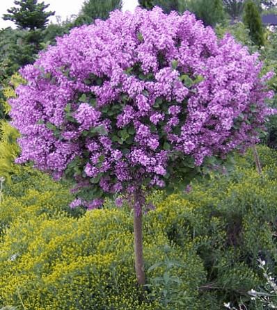 Lilac "Dwarf Korean" Patio Tree