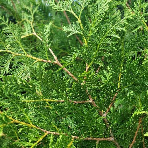 Arborvitae "Nigra"