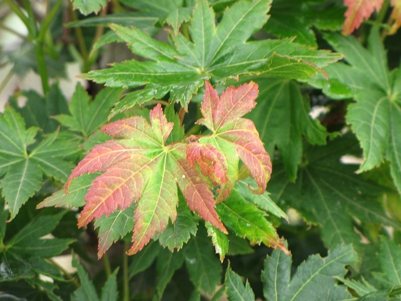 Japanese Maple "Microphyllum"