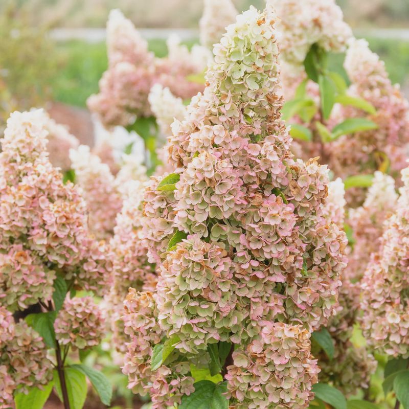 Panicle Hydrangea "Lava Lamp 'Moonrock'"
