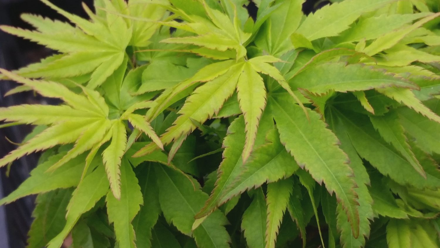 Japanese Maple "Tattoo"