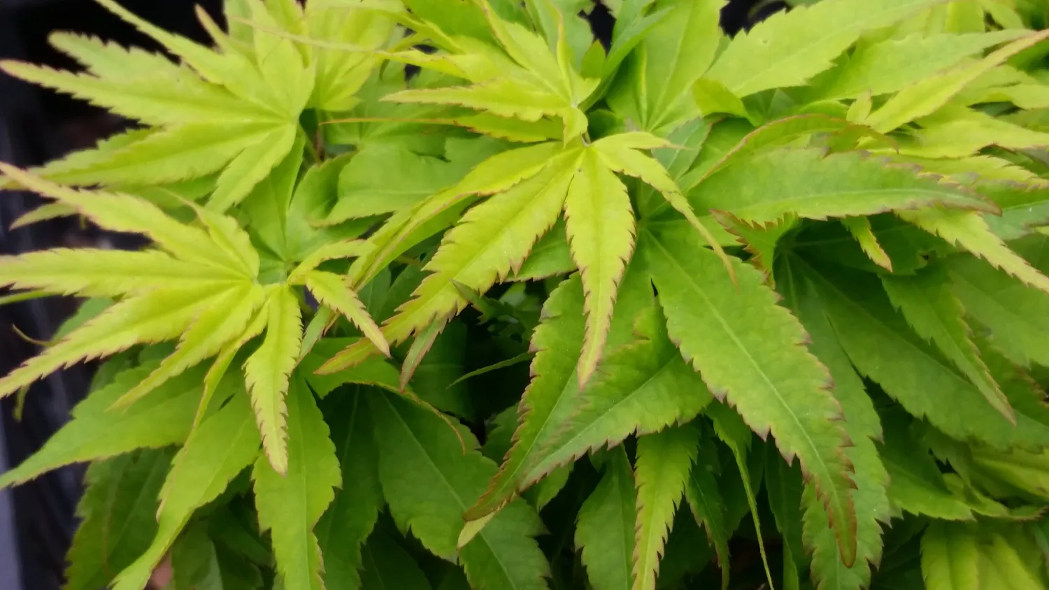 Japanese Maple "Tattoo"