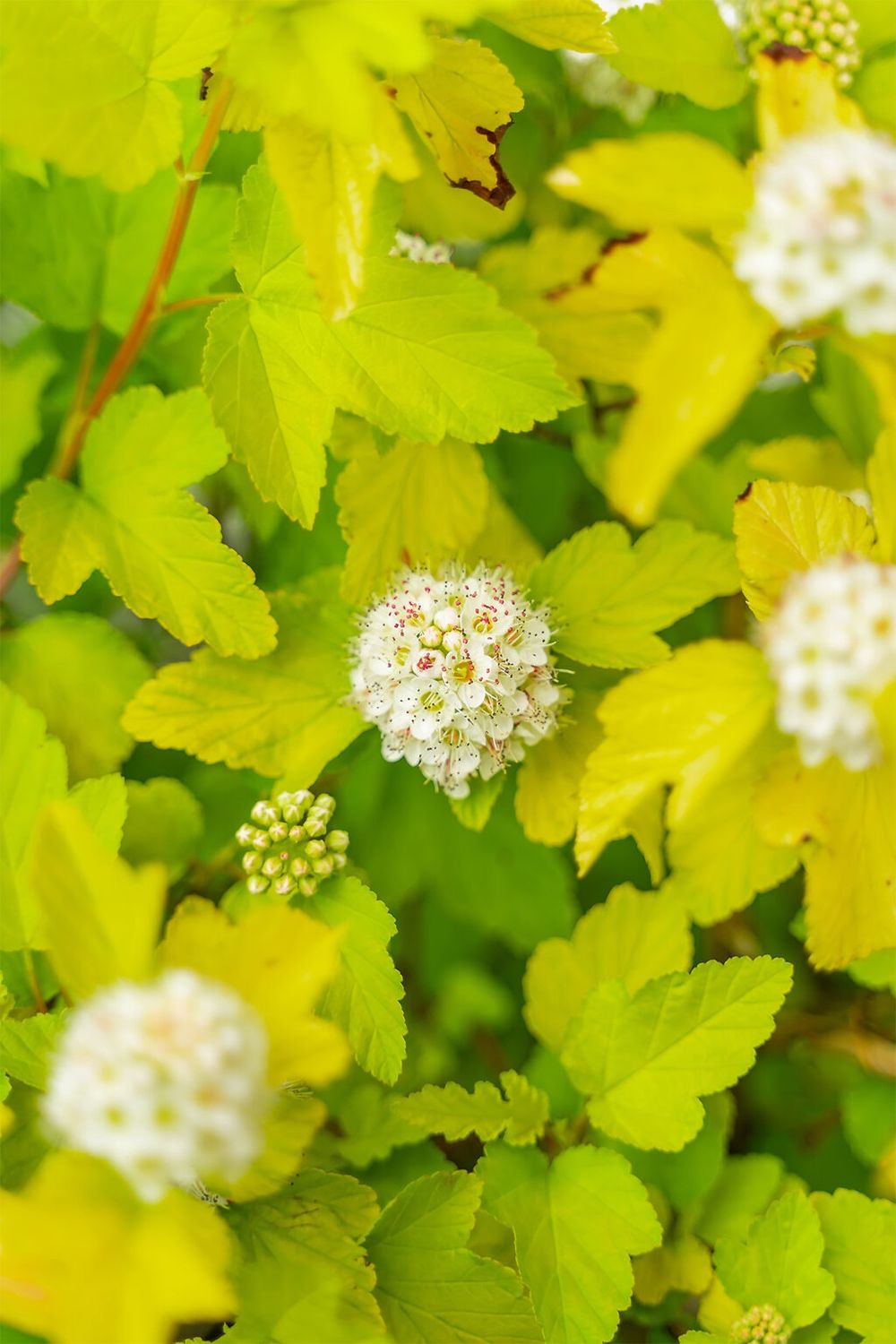 Ninebark "Lemon Candy"