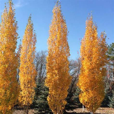 Misc. Birch