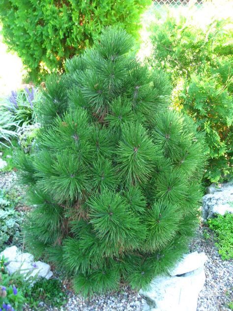 Bosnian Pine "Green Bun"