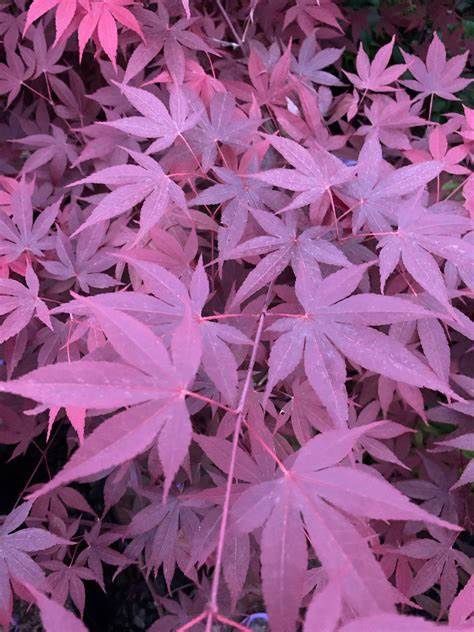 Japanese Maple "Hefner's Red", Size: 10g