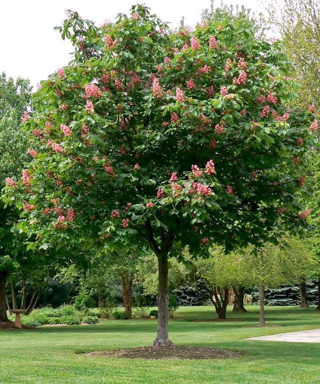 Red Horsechestnut "Ft. McNair"