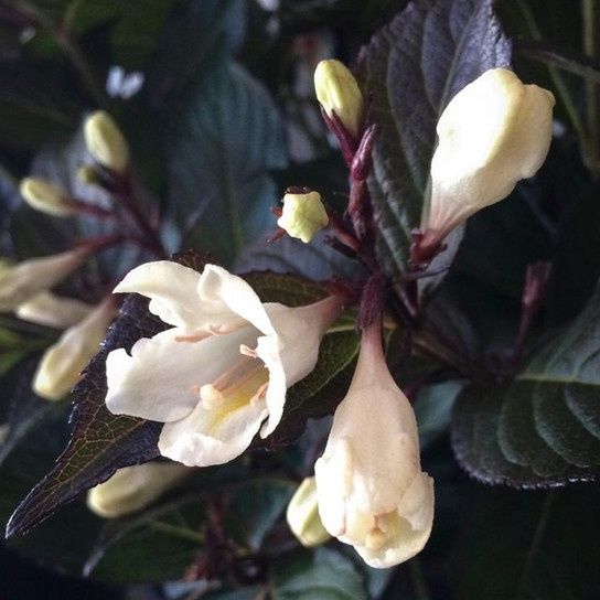 Weigela "Date Night 'Tuxedo'"
