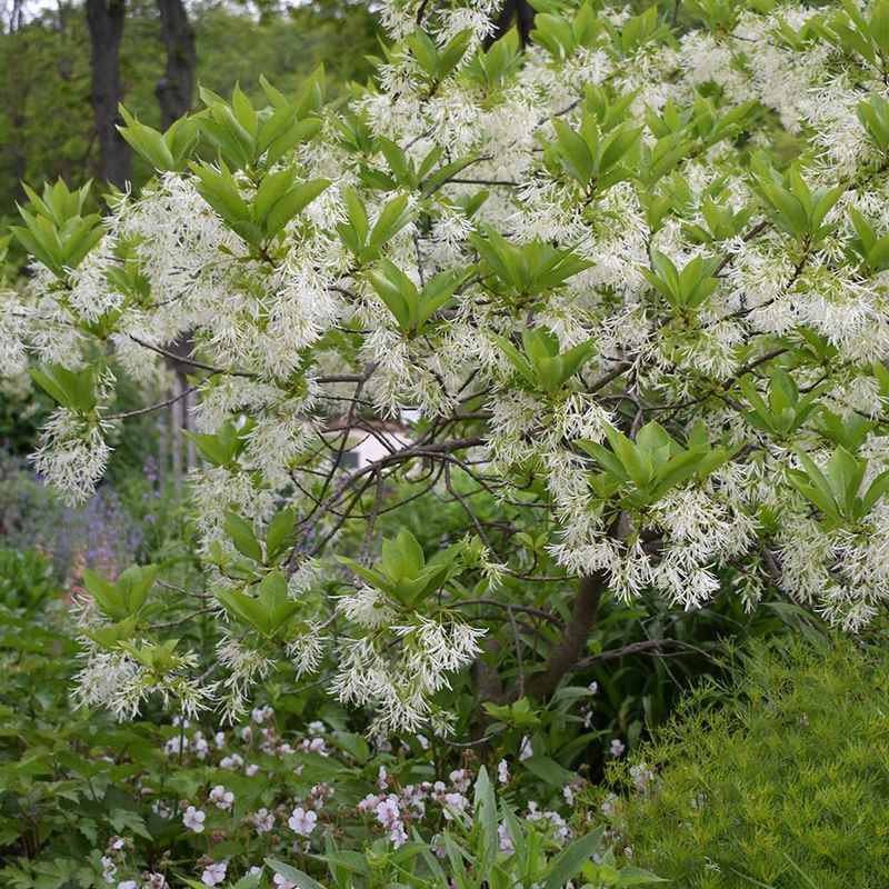 White Fringetree