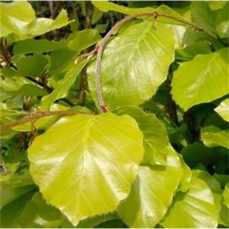 European Beech "Dawyck Gold", Size: 15g