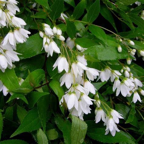 Deutzia