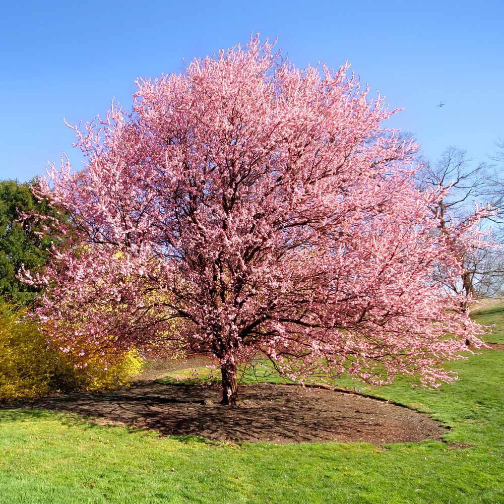 Cherry Tree "Kwanzan", Size: 5g