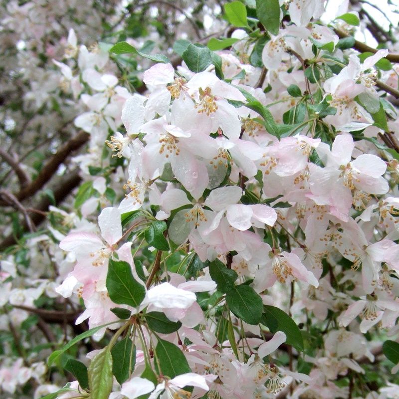 Crabapple "Spring Snow"