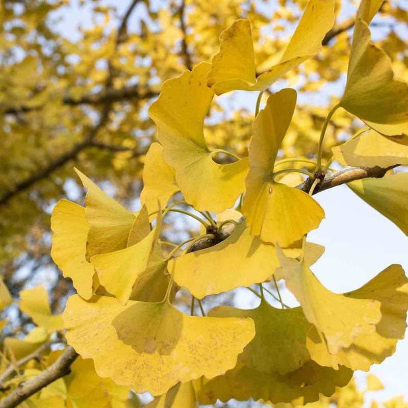 Ginkgo "Autumn Gold"