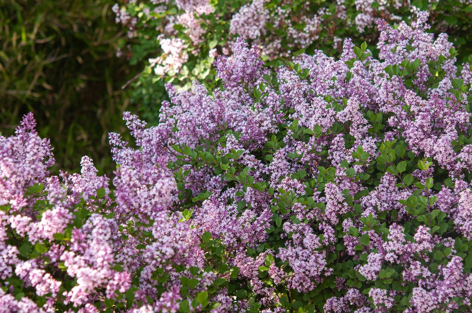 Lilac Korean "Miss Kim", Size: 3g