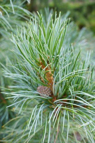 Korean Pine "Morris Blue", Size: 4-5'