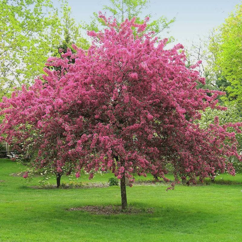Crabapple "Prairifire